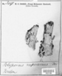 Fibroporia vaillantii image